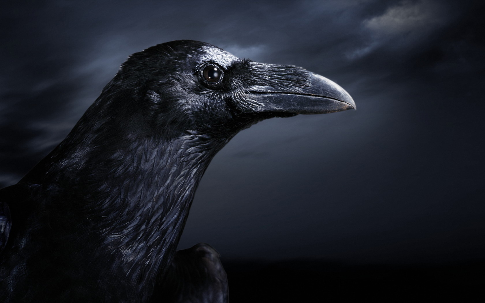 Awesome Raven Backgrounds | Raven Wallpapers
