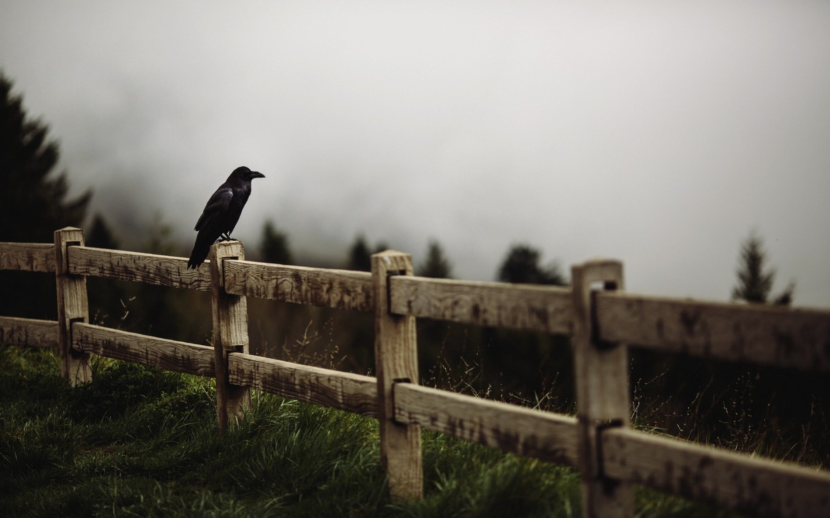 Raven Bird Fence #6970807
