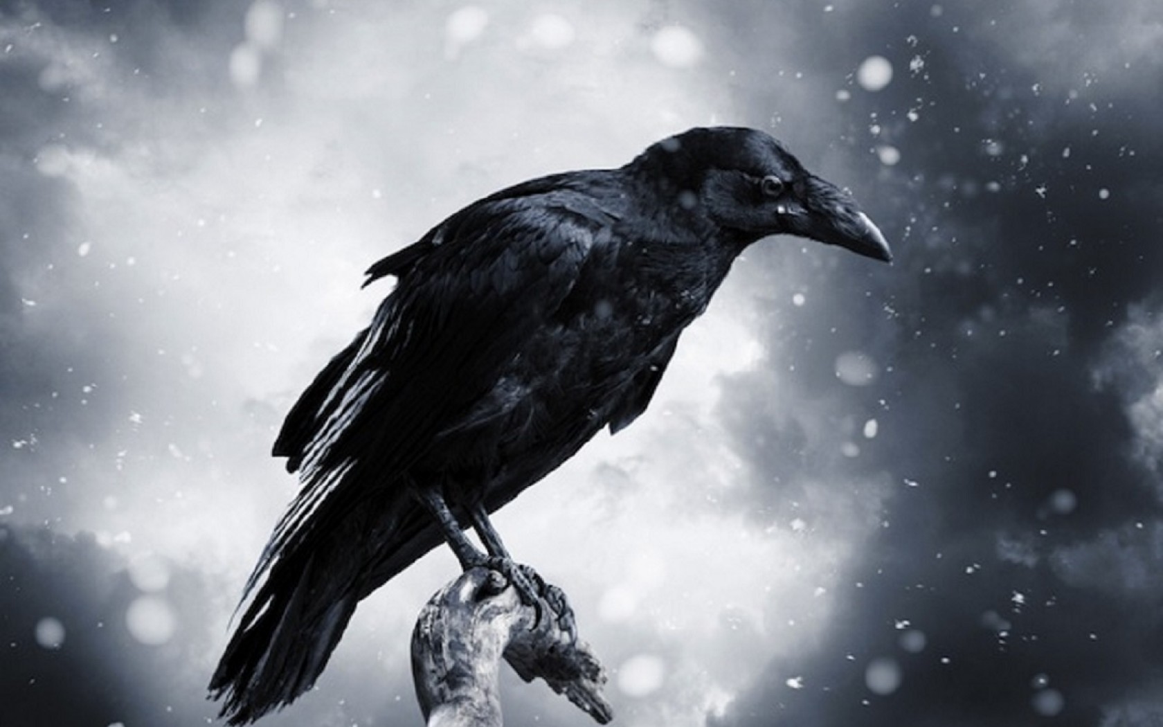 SuperHD.pics: Raven darkness black bird desktop bakcgrounds