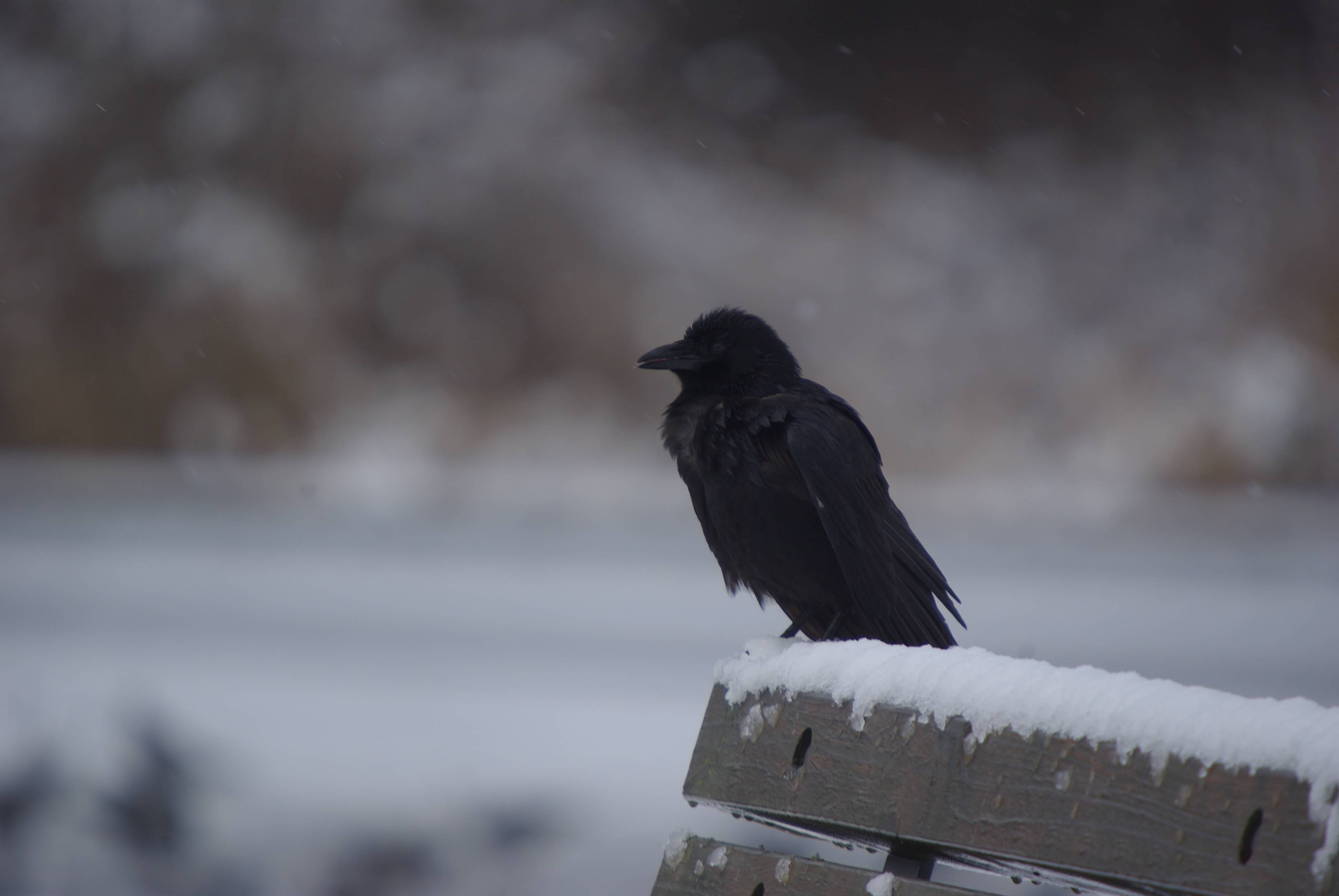 Raven winter birds wallpaper - (#18075) - High Quality and ...