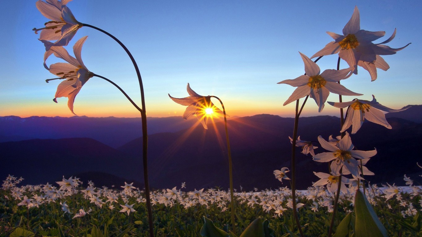 Pretty Sunset Flowers Photography - New HD Wallpapers