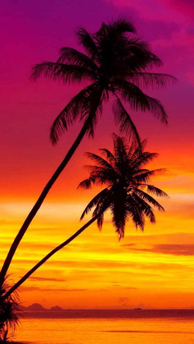 Palm trees at a beautiful sunset. iOS8 HD wallpaper for iPhone and other