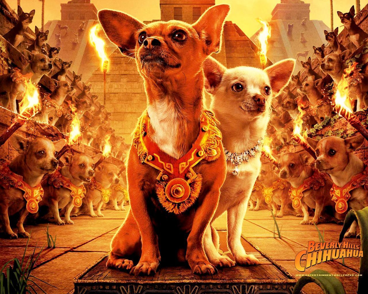 DVD cover Wallpaper - Beverly Hills Chihuahua movie Wallpaper ...