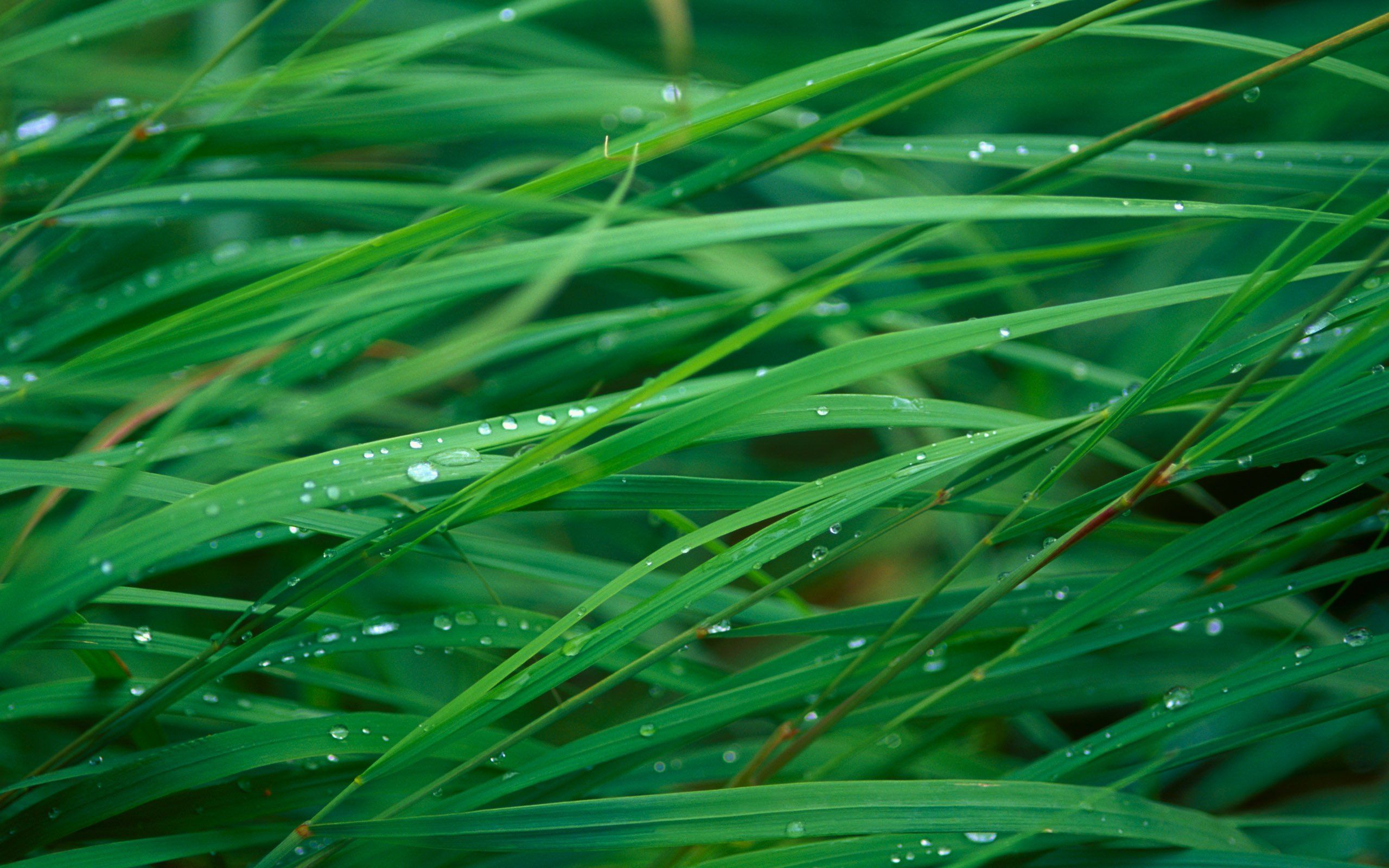 Dew on Grass: Mac OS X 10.5 Leopard Wallpaper | Flickr - Photo ...
