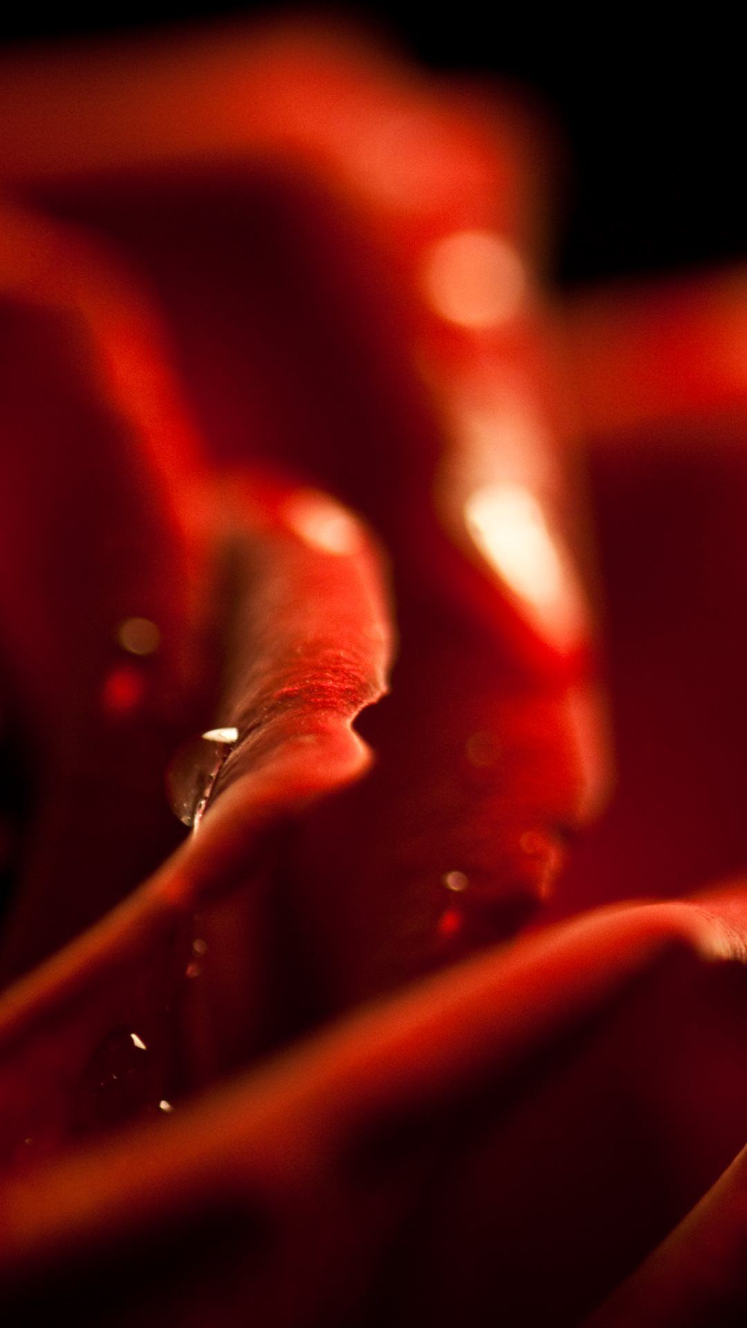 Red+rose+Valentine%27s+day_1080x1920.jpg