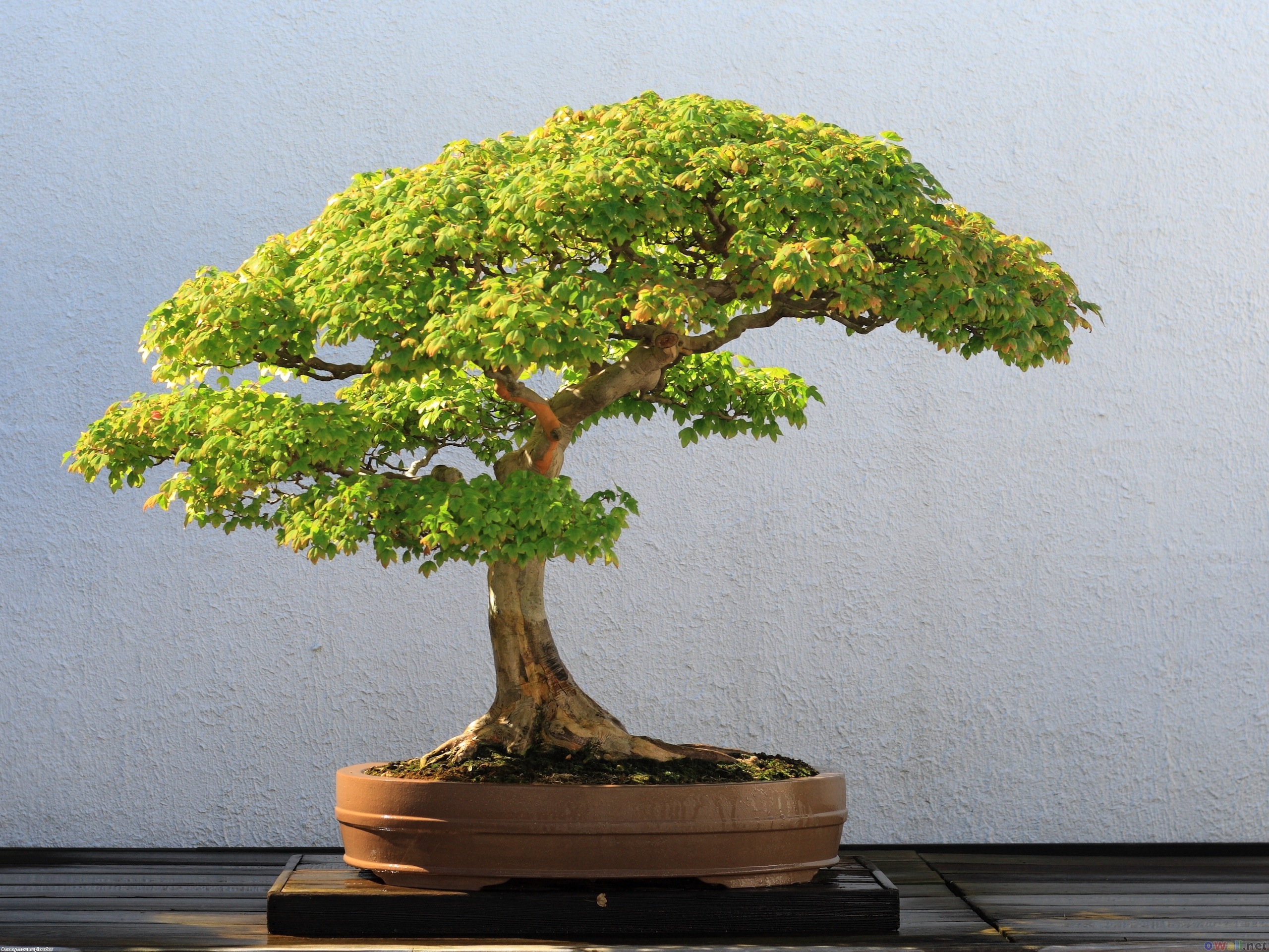 Bonsai Wallpapers trident maple bonsai