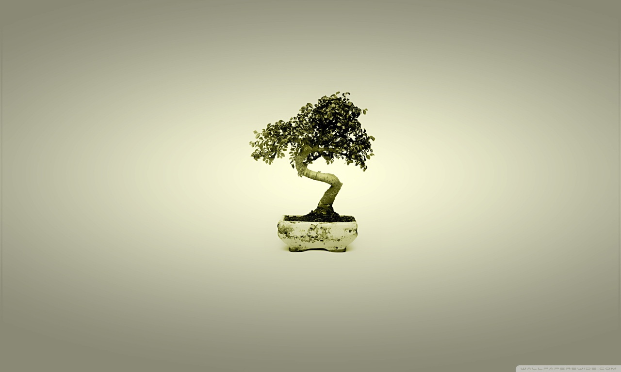 Bonsai Tree HD desktop wallpaper High Definition Fullscreen
