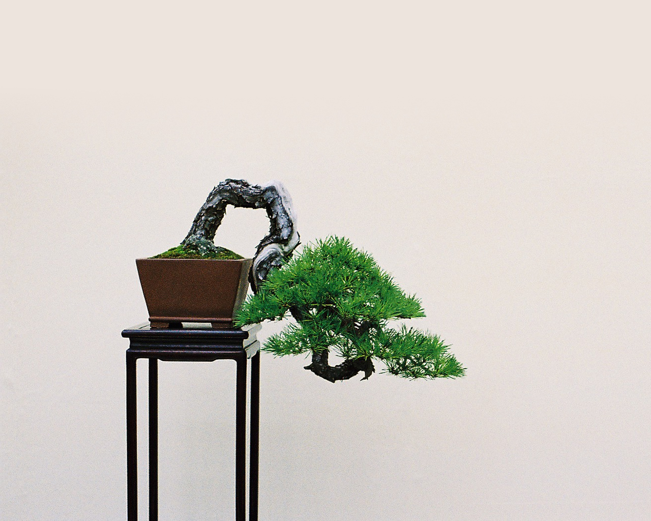 The Bonsai Journal bonsai articles, galleries, and more Bonsai