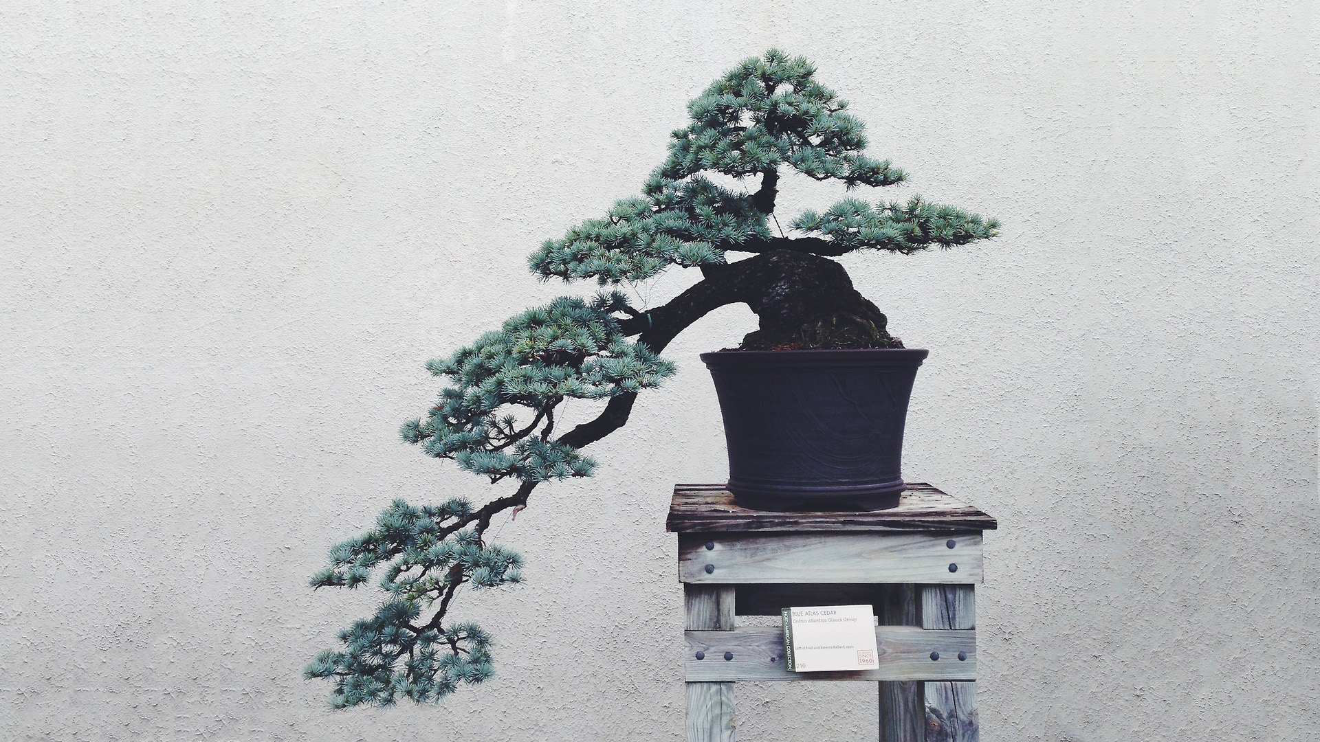 Bonsai HD Wallpaper | 1920x1080 | ID:41759