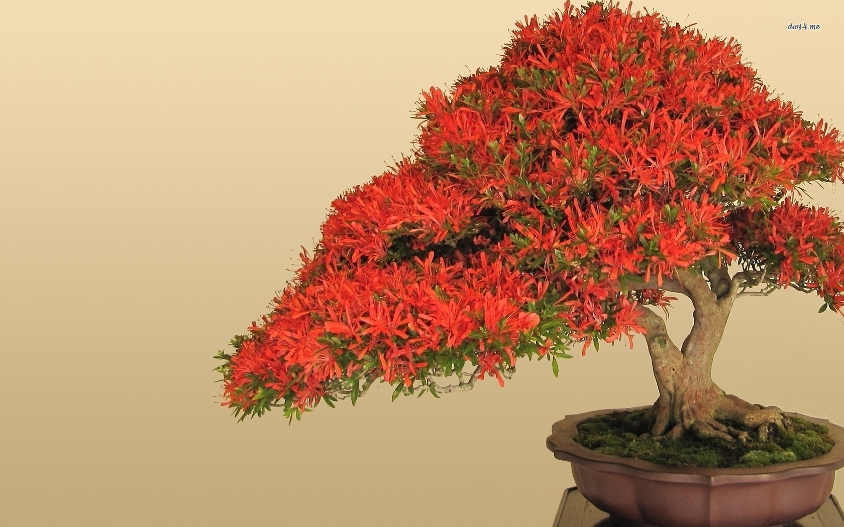 Red bonsai wallpaper - Flower wallpapers - #41937