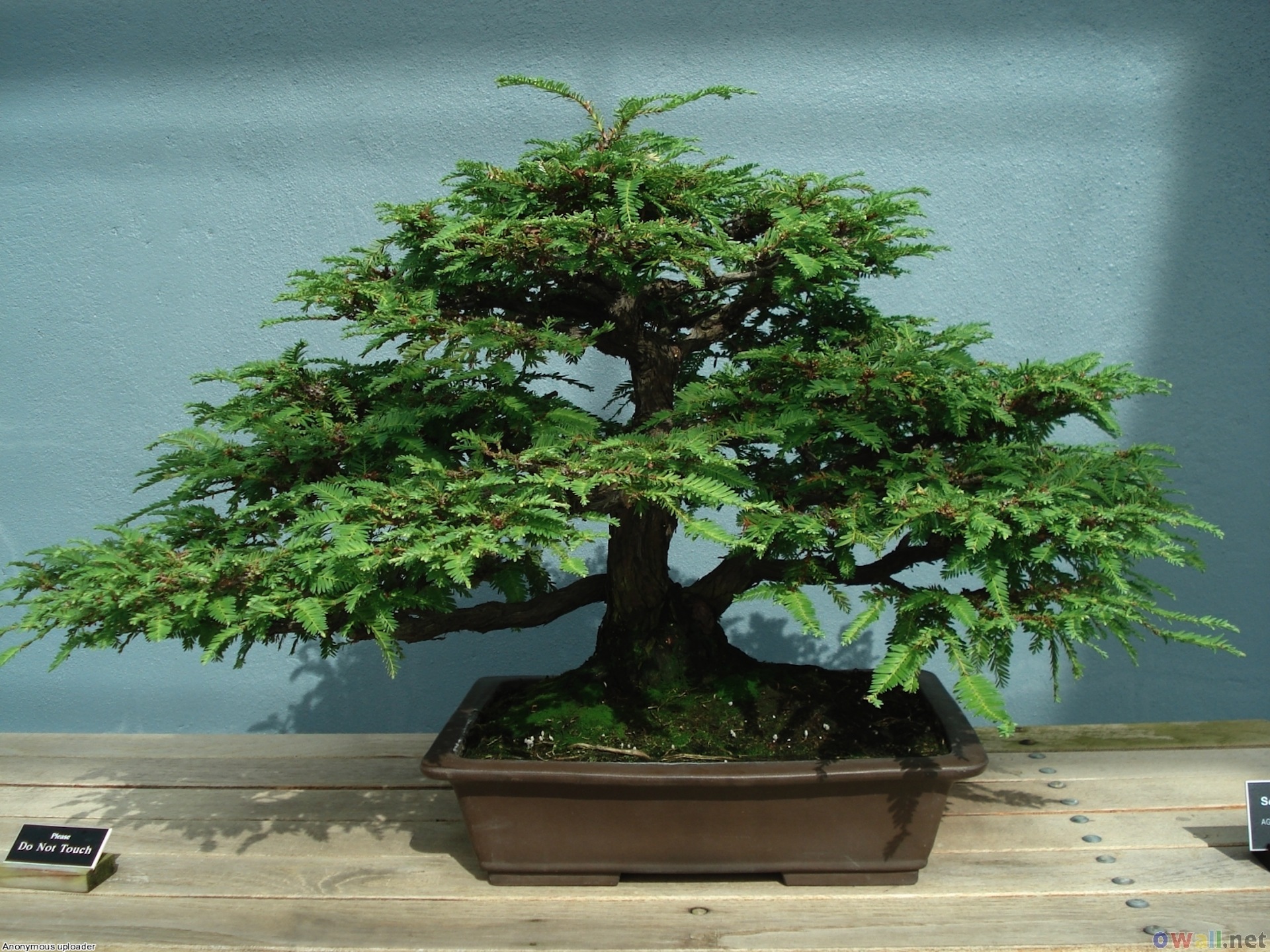 Bonsai_Wallpapers_redwood_bonsai-5.jpg