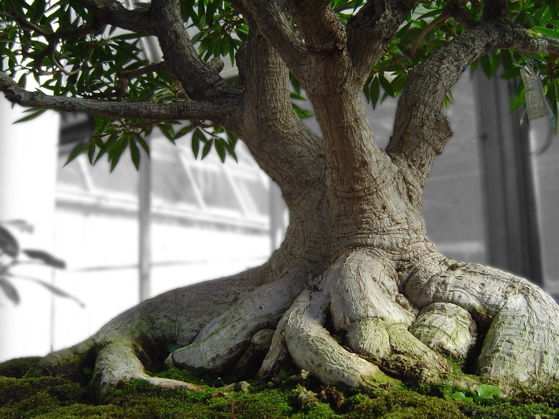 Огромный корень дерева. Бонсай Баньян. Японский дуб мидзунара. Бонсай корни. Бонсай баобаб.