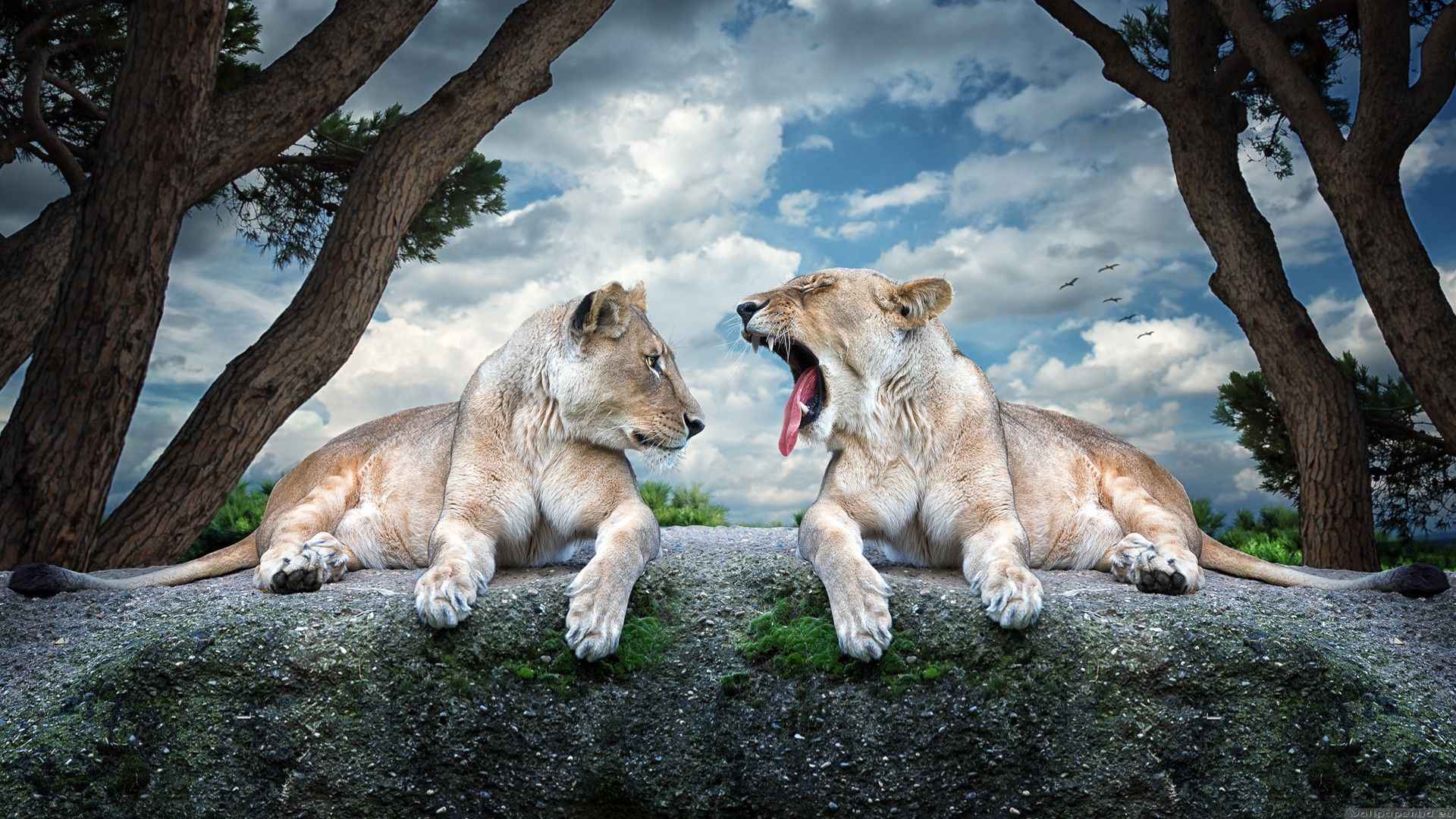Lions Animals HD Wallpapers Wide - New HD Wallpapers