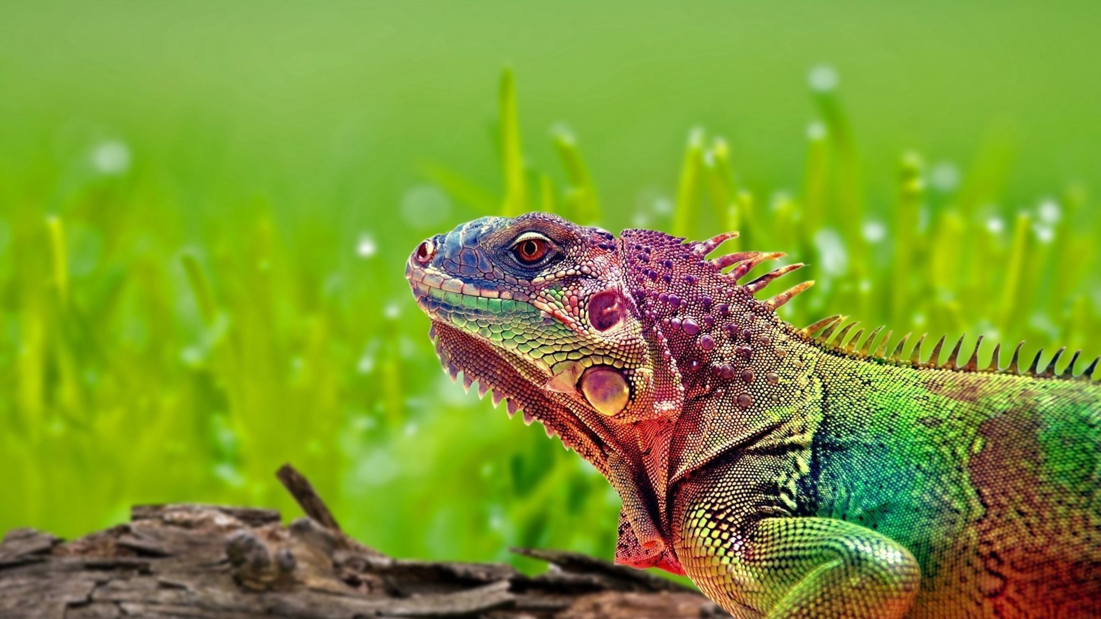 Download Wallpaper 3840x2160 Iguana, Reptile, Color, Spots 4K