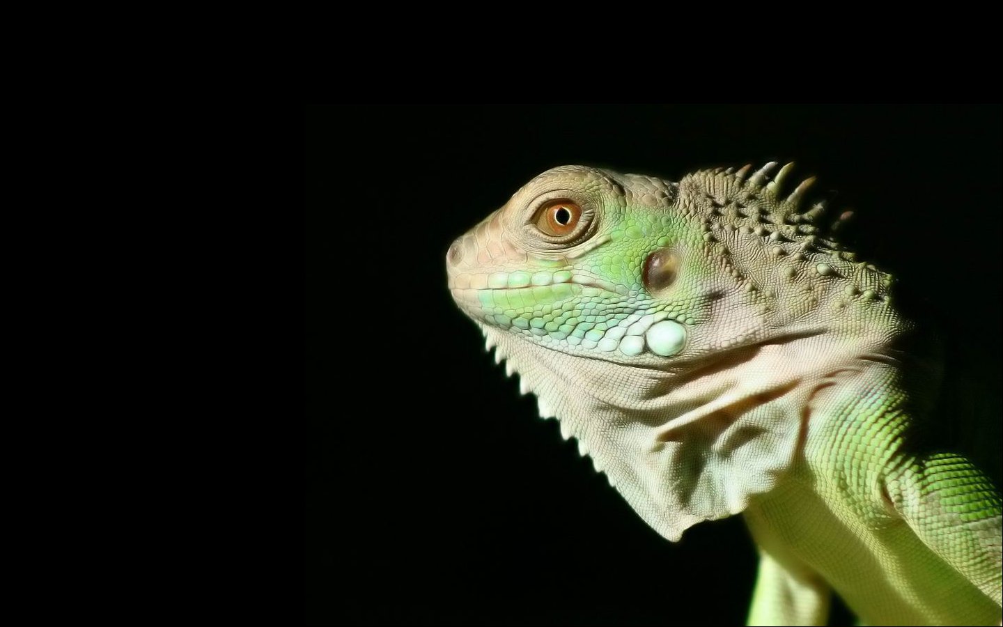 100 Iguana HD Wallpapers | Backgrounds - Wallpaper Abyss