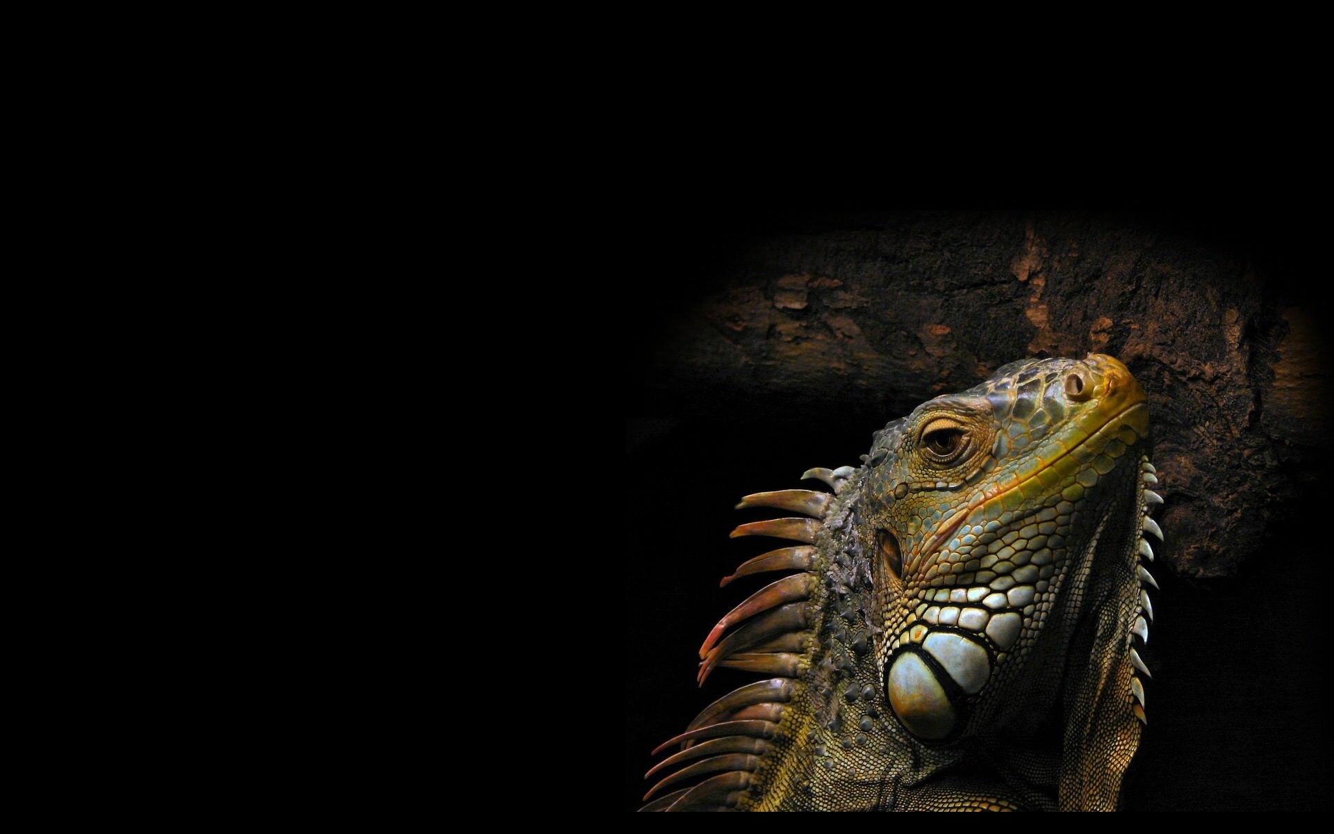 Iguana Reptile Wallpaper - ImgMob