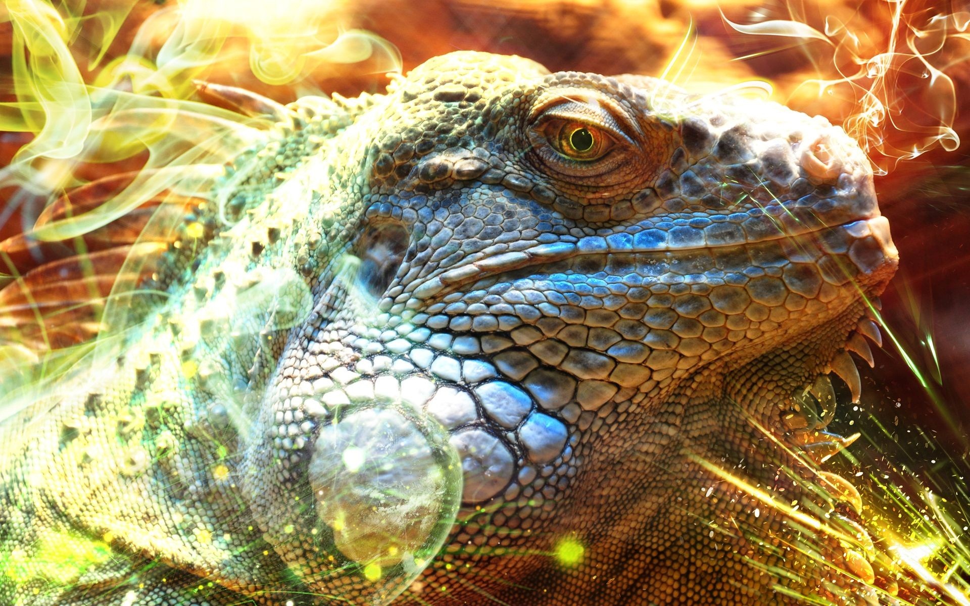 Iguana HD Desktop Wallpapers | Iguana HD Pictures