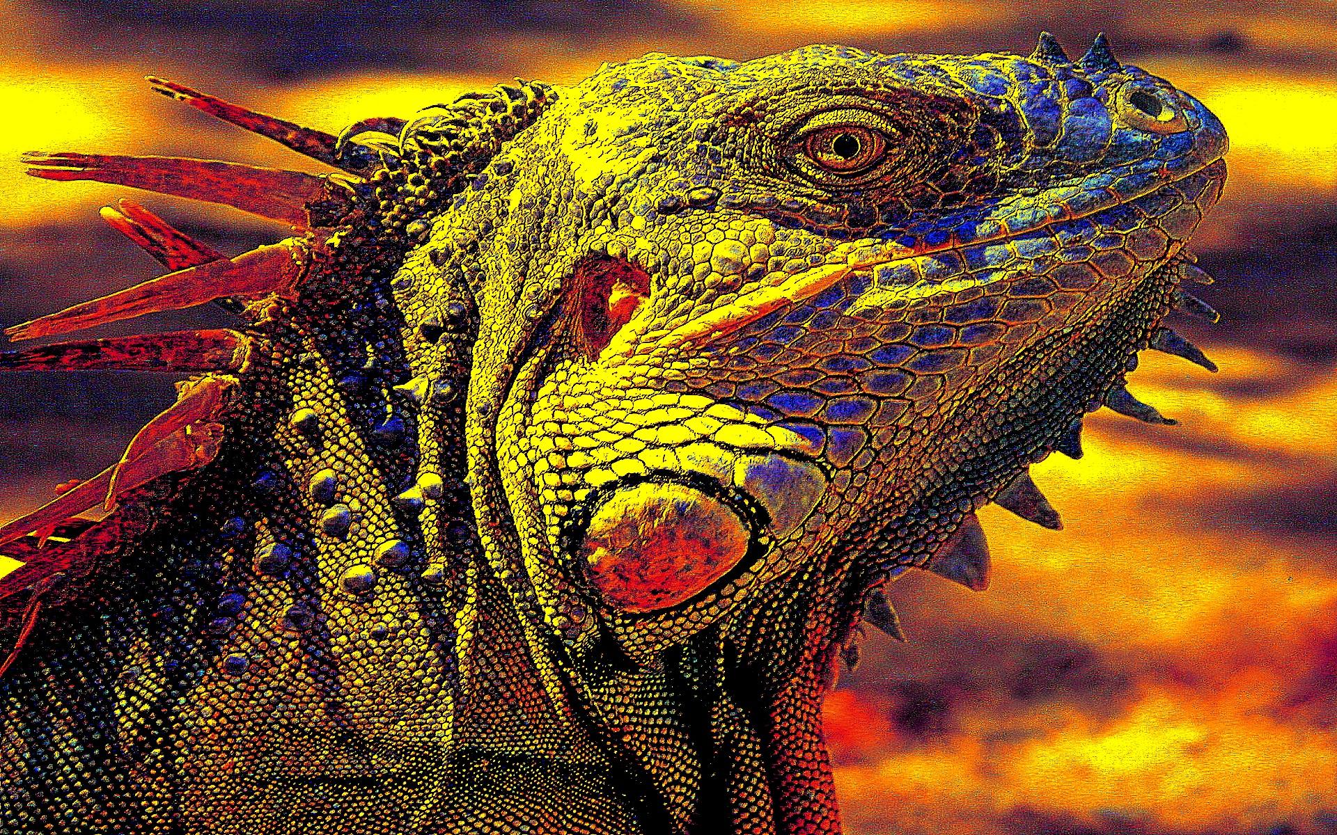 Iguana-HD-Desktop-Wallpaper-Beauty-Animal