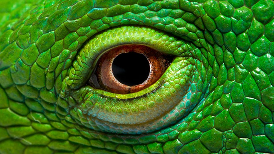 Eye The Green Iguana Wallpaper Hd : Wallpapers13.com