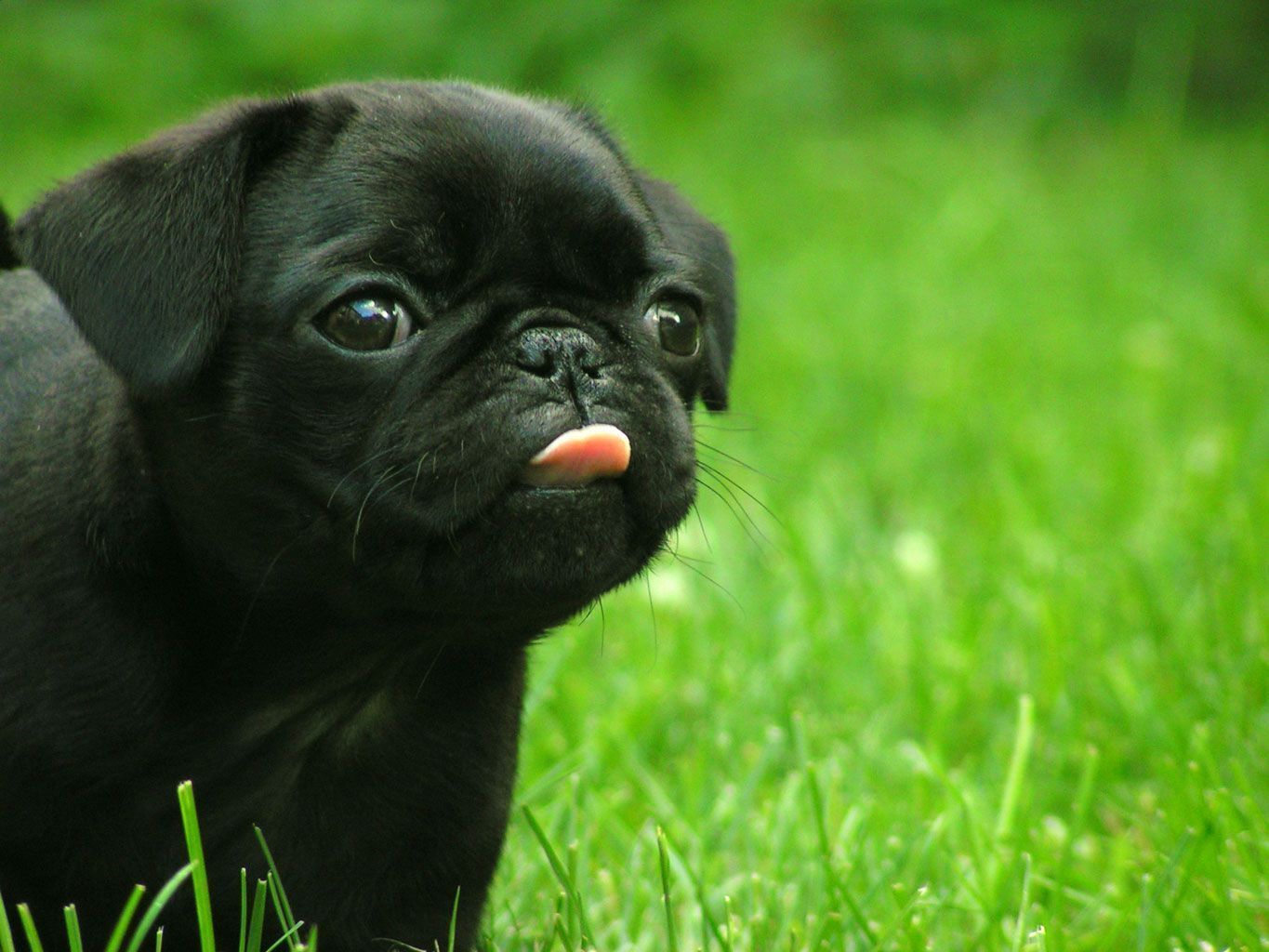 Cutest Puppy Dog On Earth 2011 Tablet Phone Wallpaper Background ...