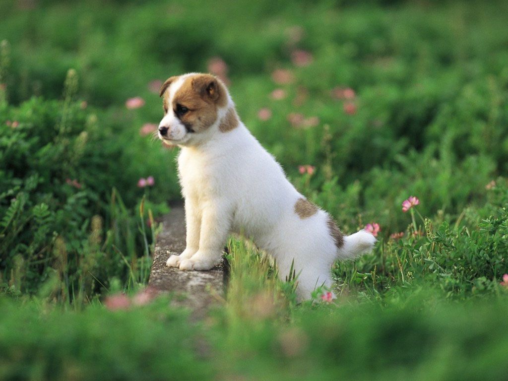 Wallpapers For Gt Cute Puppy Wallpaper Backgrounds 1024x768PX ...