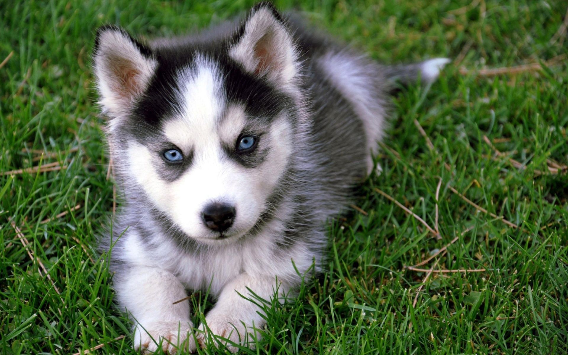 Cute Dog Wallpaper | Cute Dog Image | Cool Wallpapers