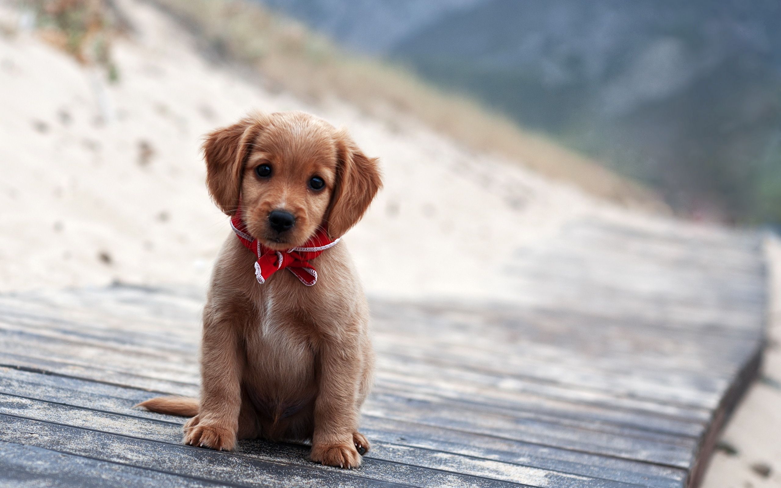 Cute puppy wallpapers and images - wallpapers, pictures, photos