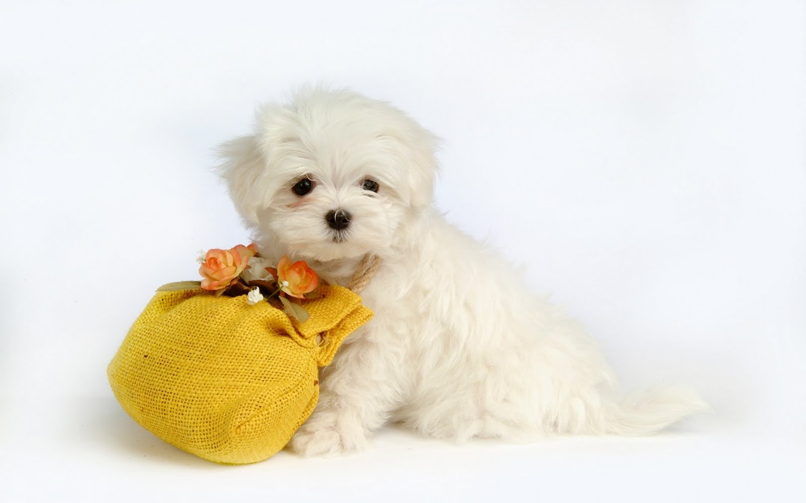 Cute Puppy With Gift Wallpaper For Desktop - PowerballForLife