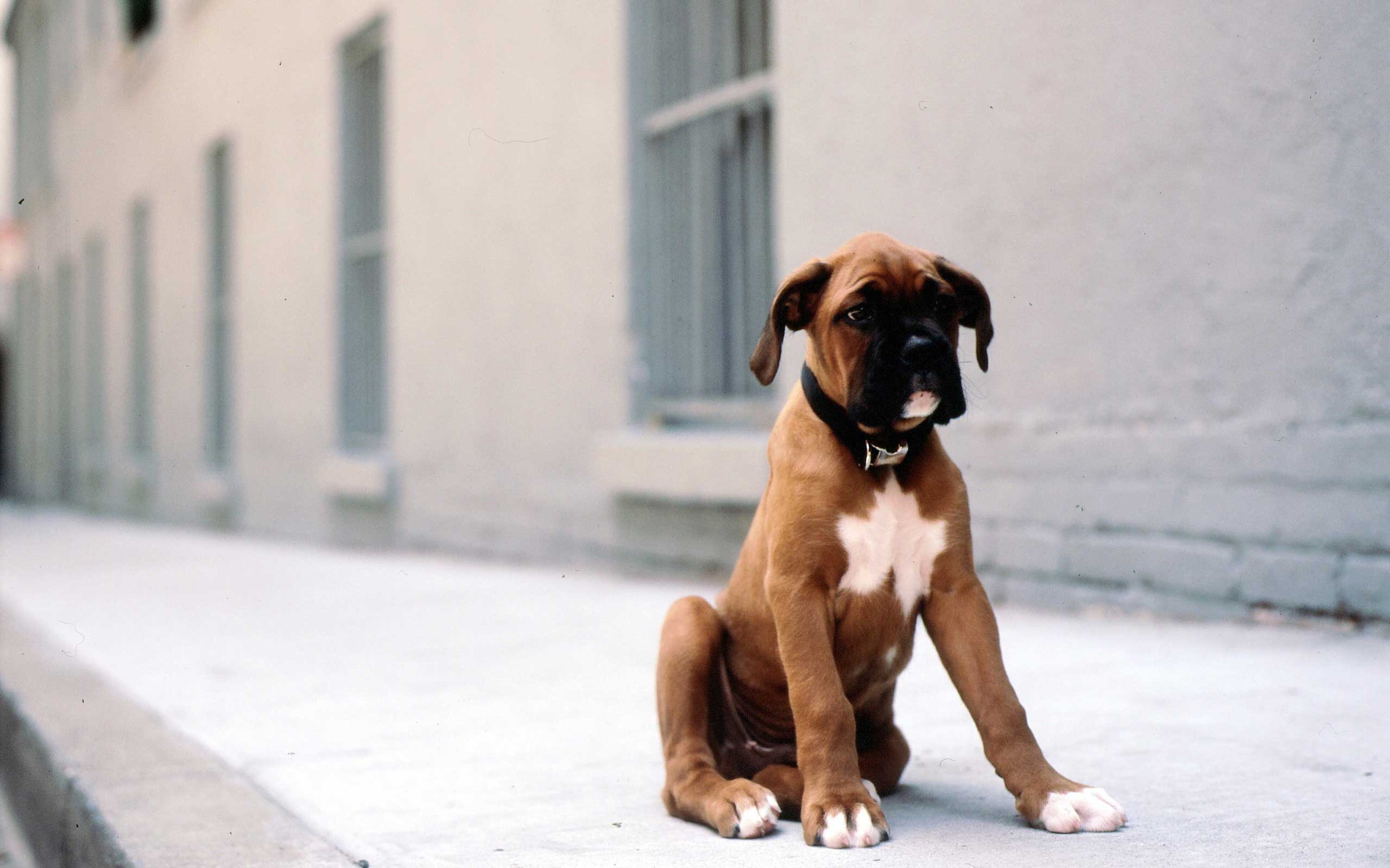 boxer-puppy-wallpaper.jpg