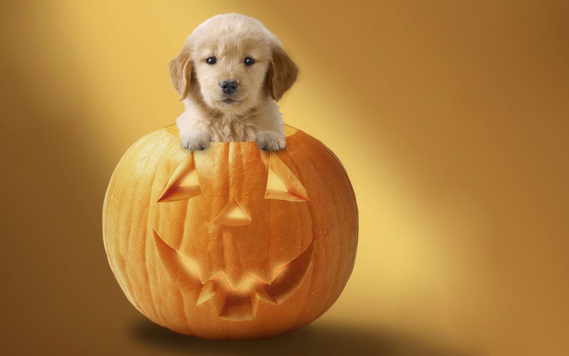 halloween puppy backgrounds | Daily pics update | HD Wallpapers ...