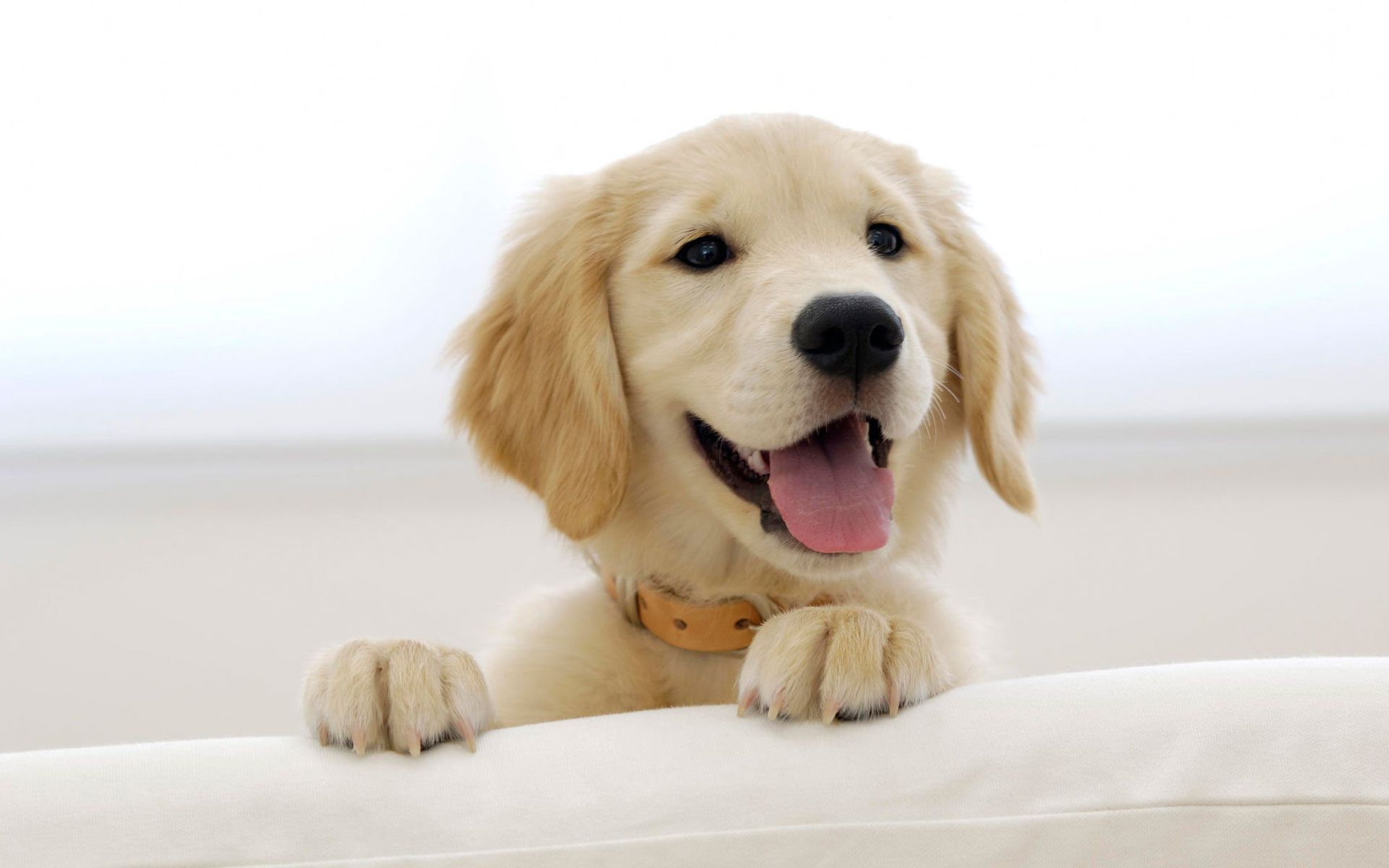 Golden Retriever Puppy Wallpapers | HD Wallpapers