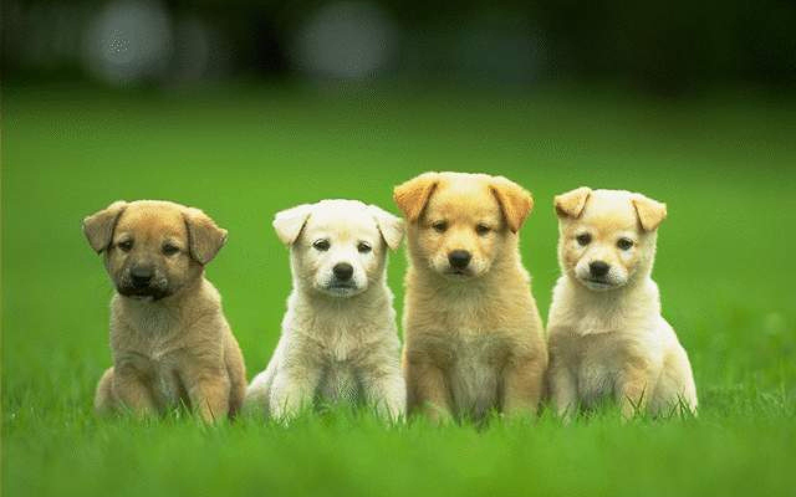 Four Cute Puppy Dog Wallpaper HD Wallpaper Backgrounds Tumblr ...