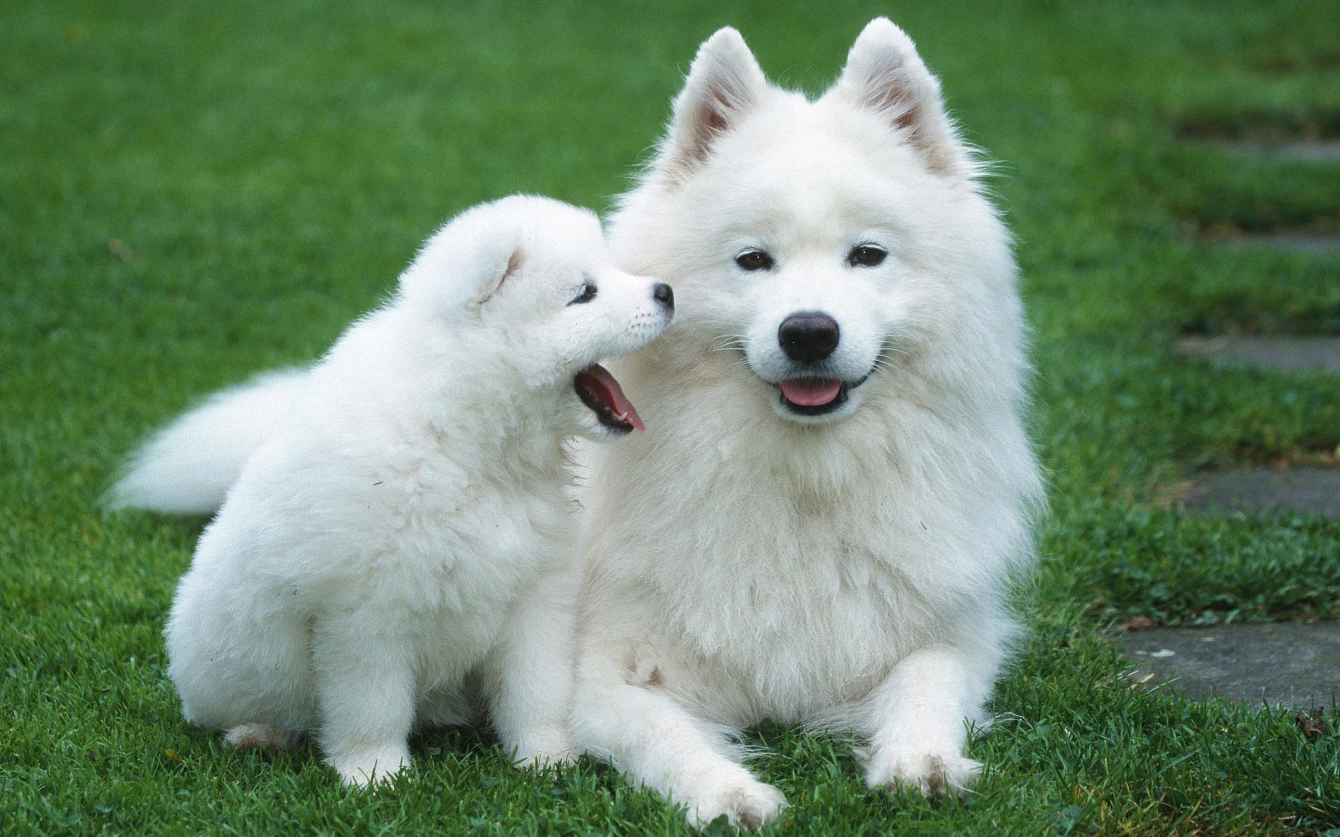 Dog with a puppy wallpapers and images - wallpapers, pictures, photos