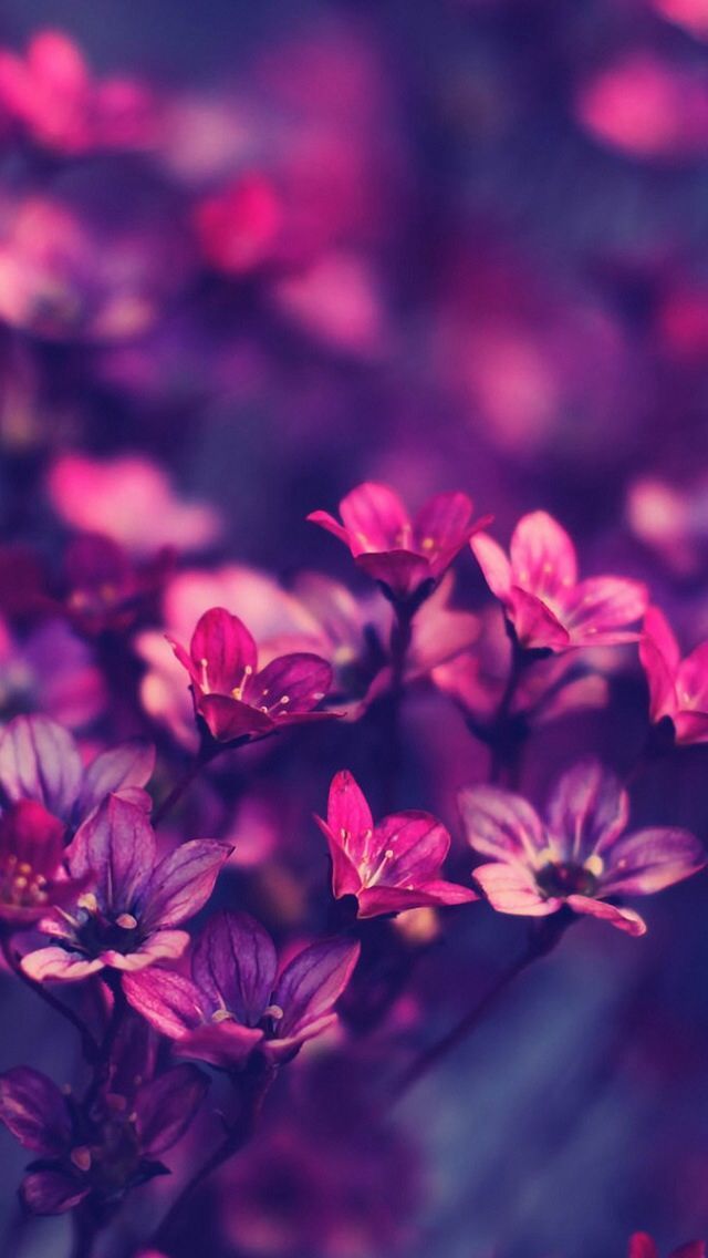 Purple flowers. HD ios7 wallpaper for iPhone and iPod touch ...