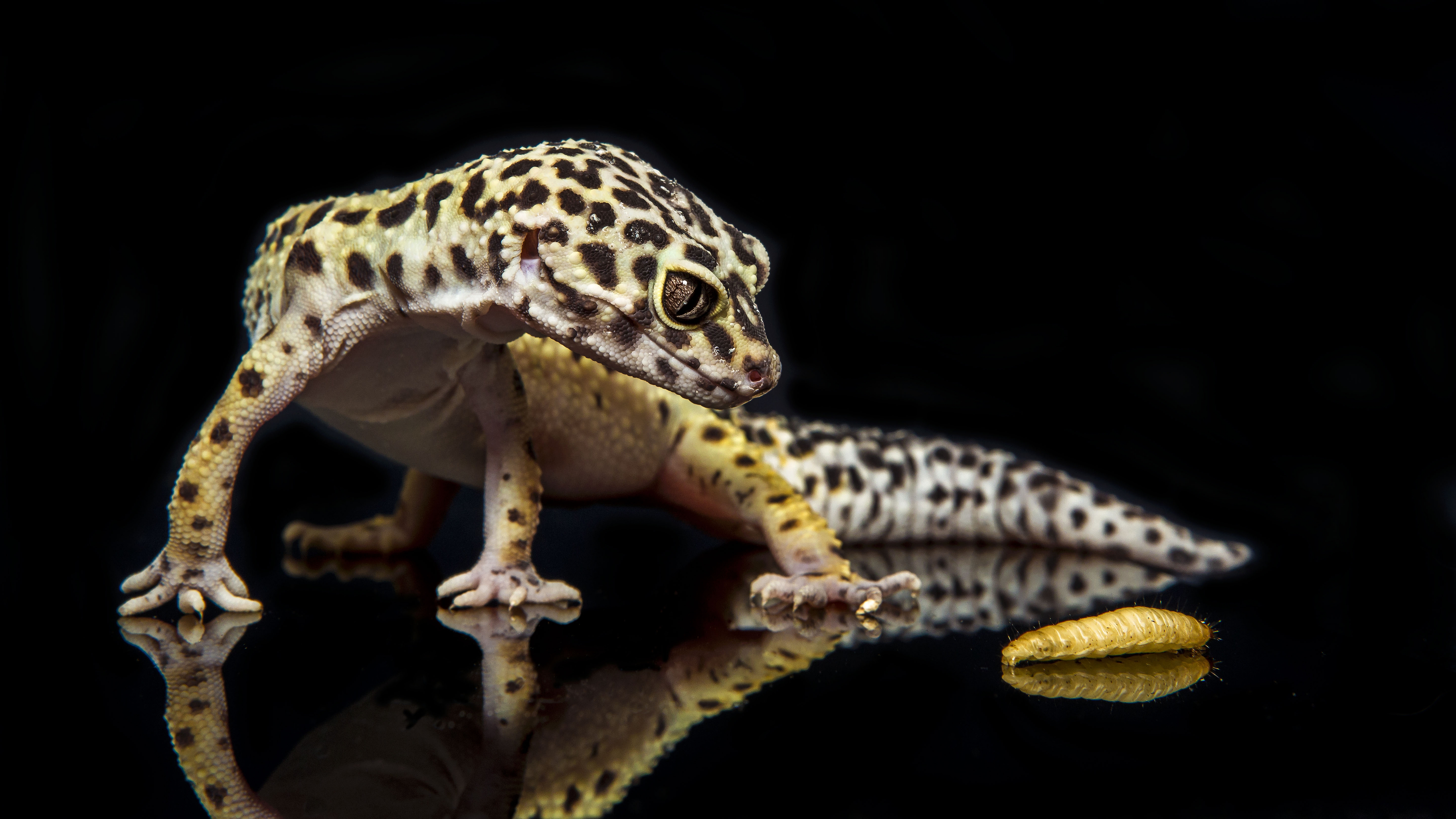 6 Leopard Gecko HD Wallpapers | Backgrounds - Wallpaper Abyss