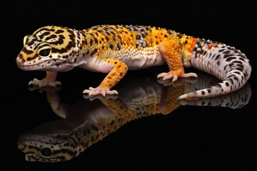 Leopard Gecko Wallpapers Group (77+)