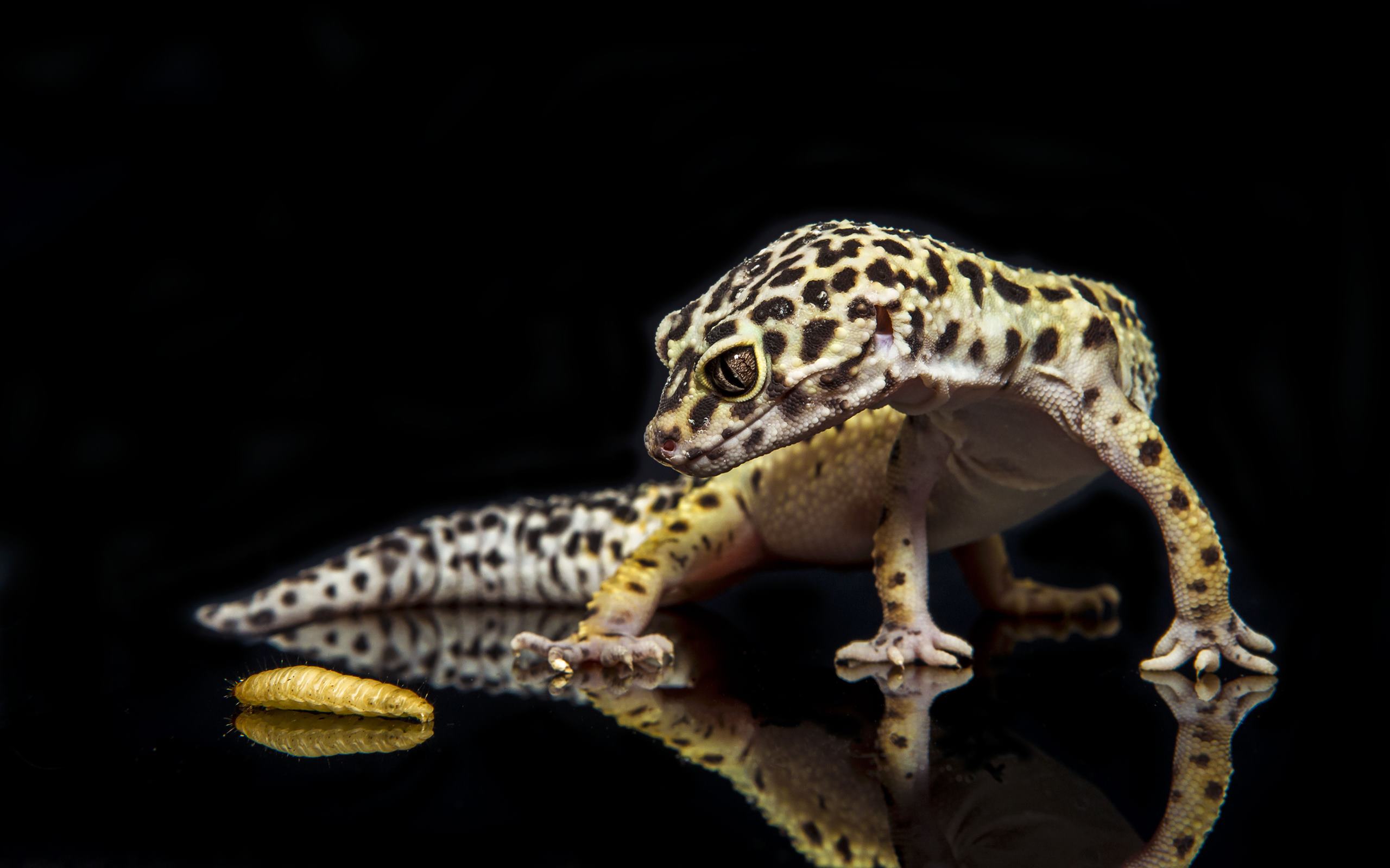 Leopard Gecko Lizard Wallpaper | WallpapersPick.com