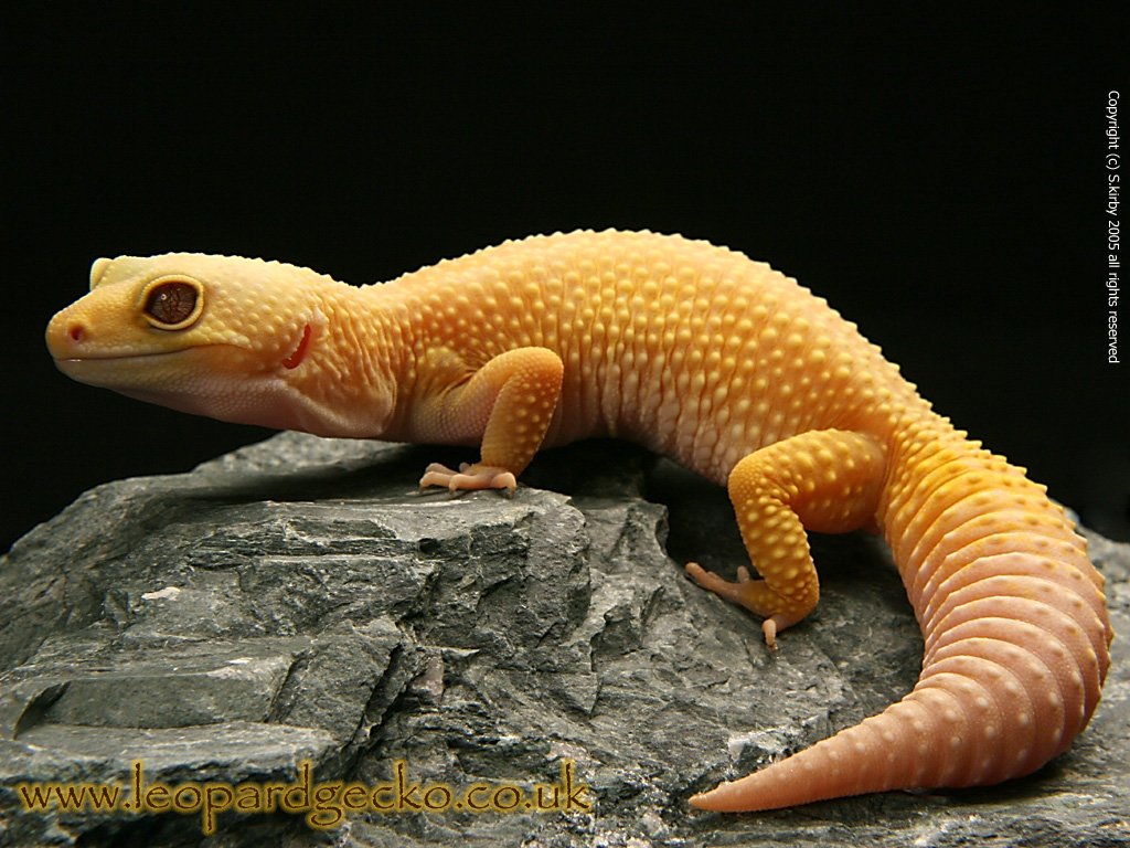 The pictures for --> Leopard Gecko Wallpaper Computer