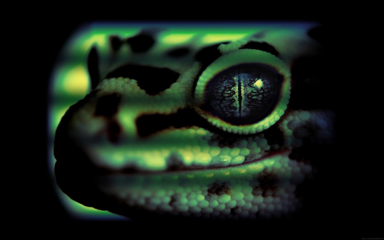 Leopard gecko head : Desktop and mobile wallpaper : Wallippo