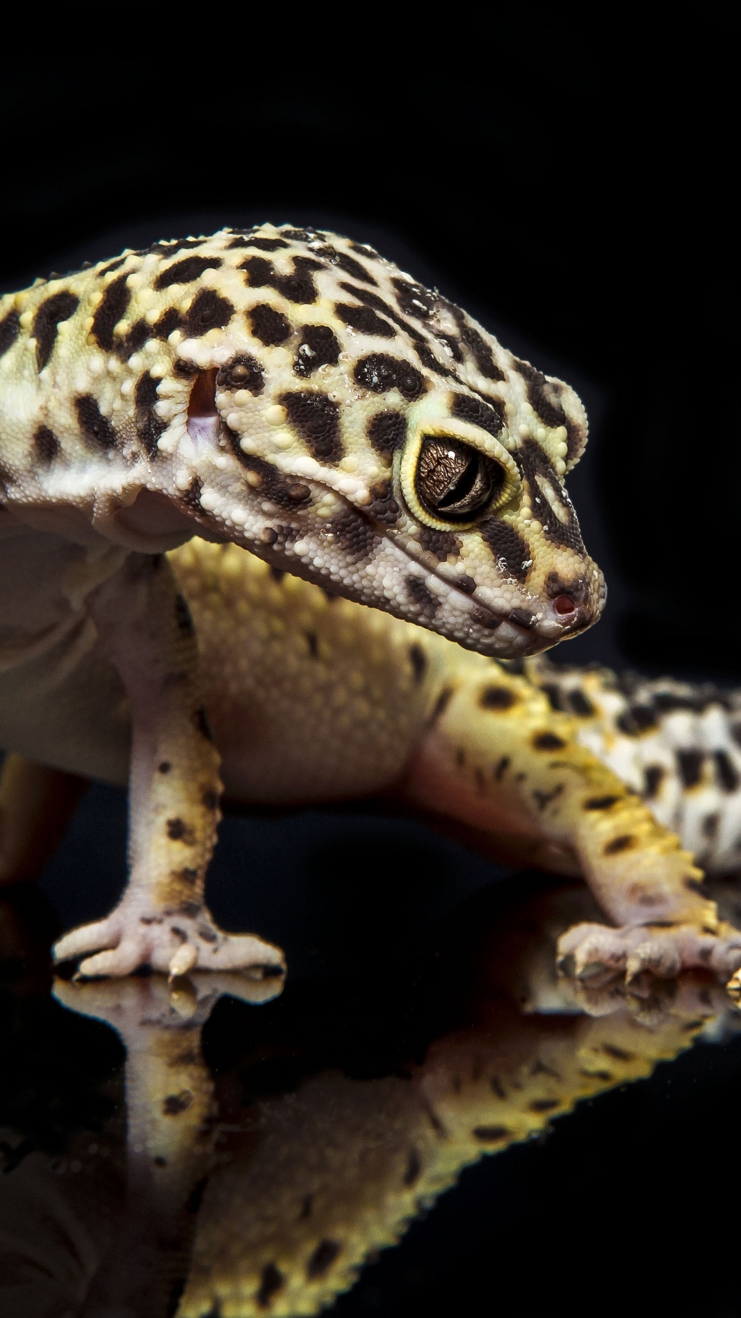 iPhone 6 - Animal/Leopard Gecko - Wallpaper ID: 606082