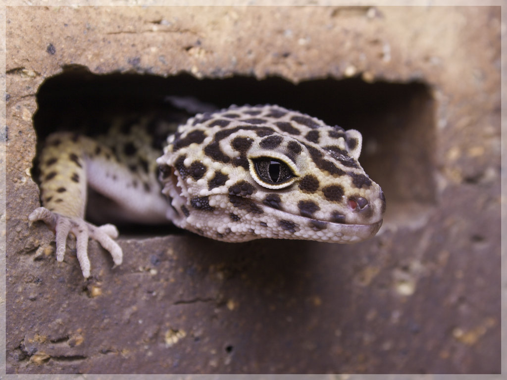 leopard gecko 1 by chipmunkslaughter on DeviantArt
