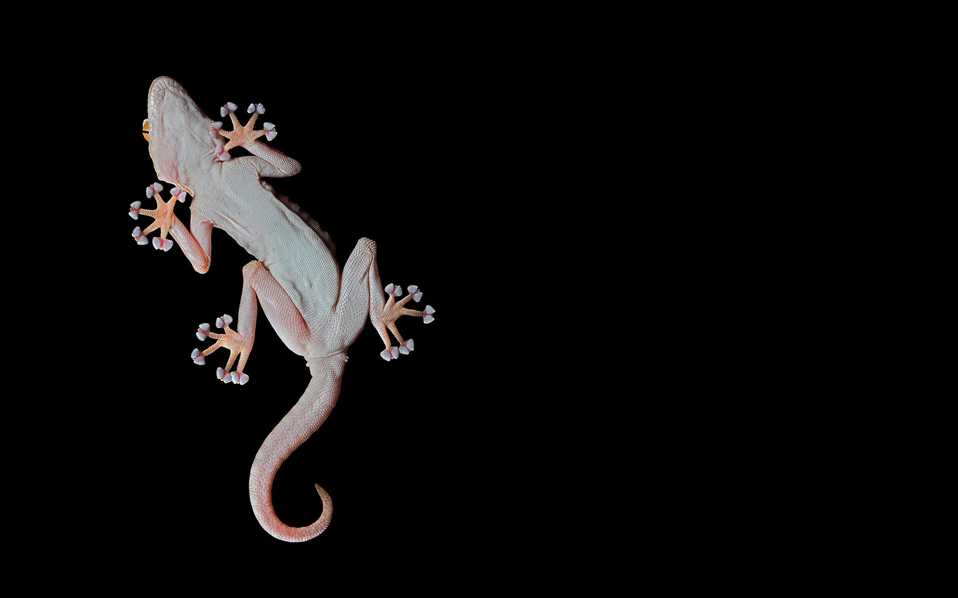Fonds d'écran Gecko : tous les wallpapers Gecko