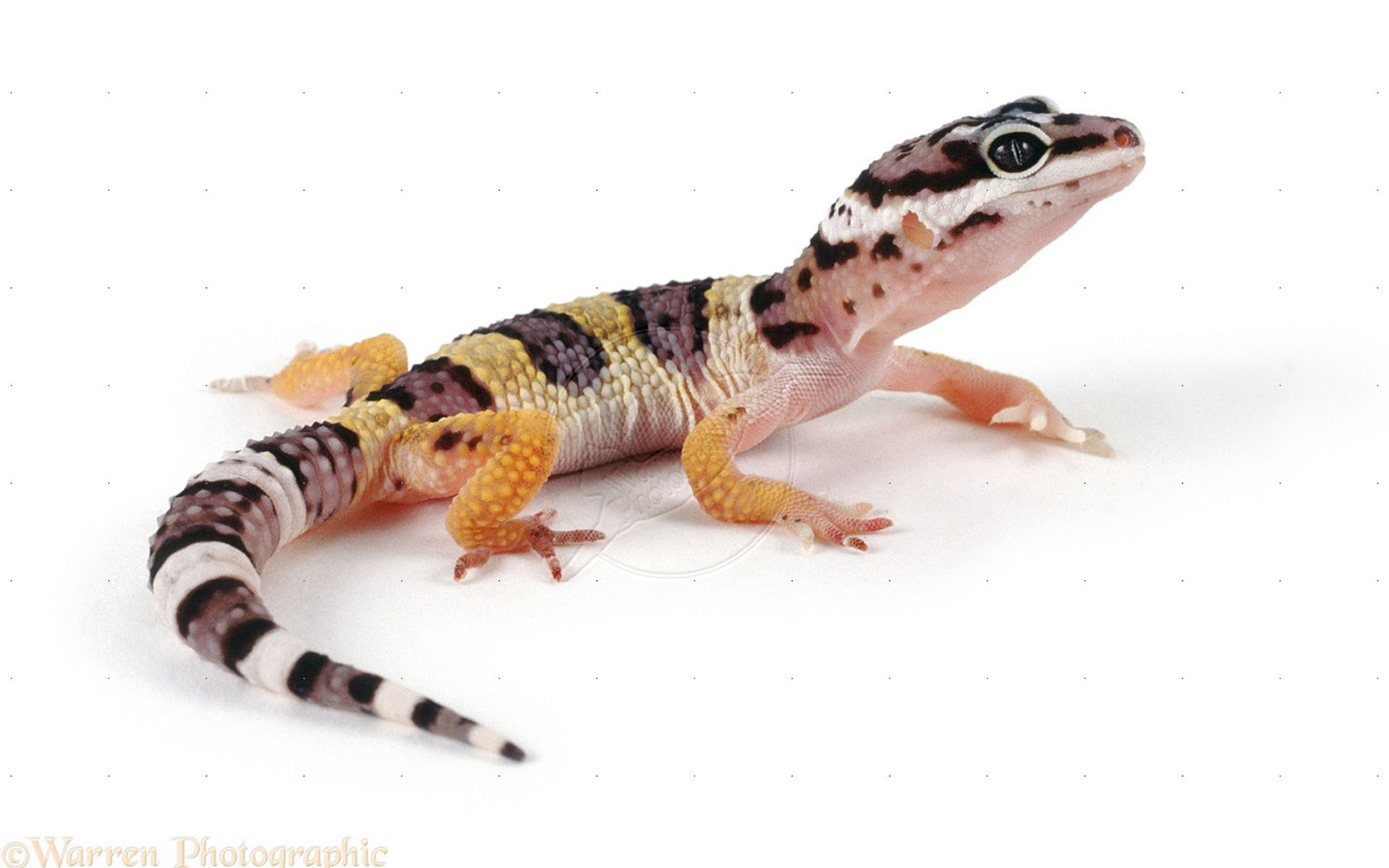 Leopard Gecko Juvenile (Eublepharis macularius) | Free Desktop HD ...