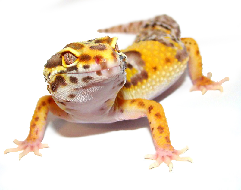 leopard gecko favourites by MysticGaia on DeviantArt