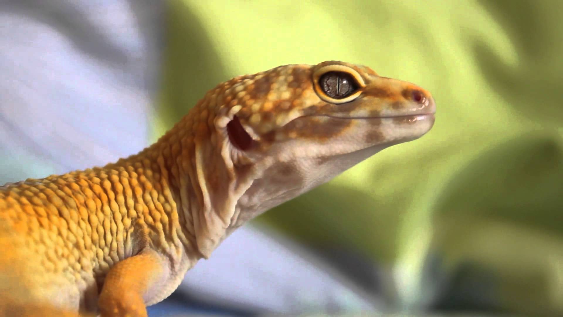 Leopard gecko UPDATE! | HerpTube.com