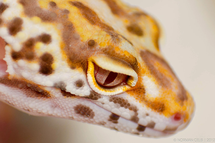 Leopard Gecko by basticelis on DeviantArt