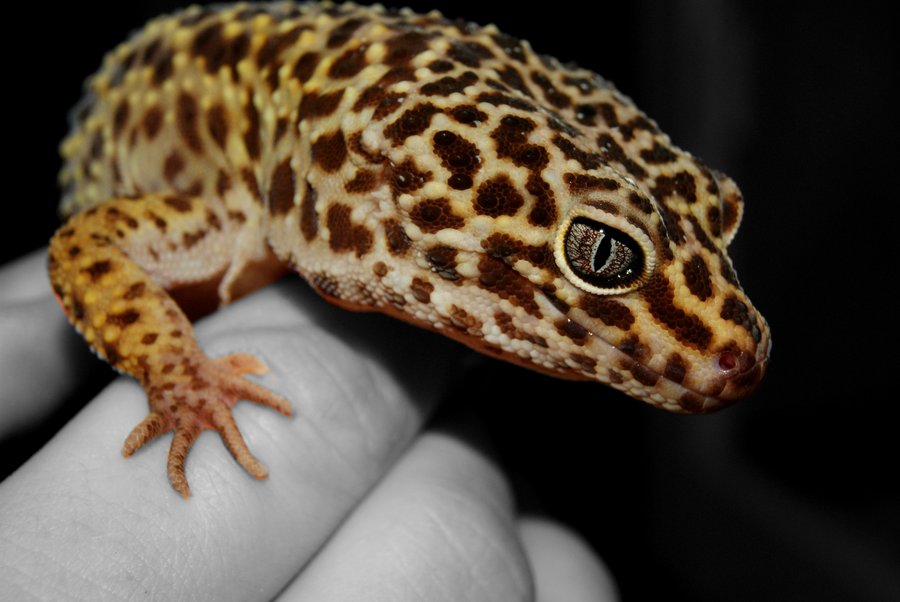Leopard Gecko. by 33XxJaninexX33 on DeviantArt
