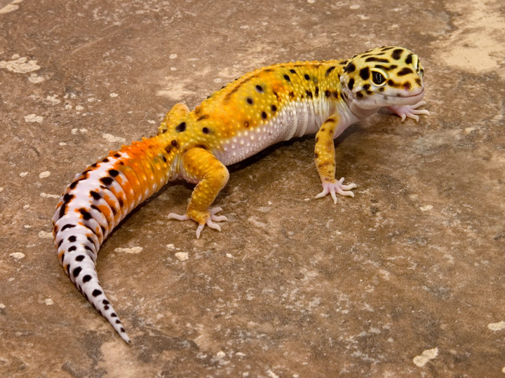 leopard gecko | aqila