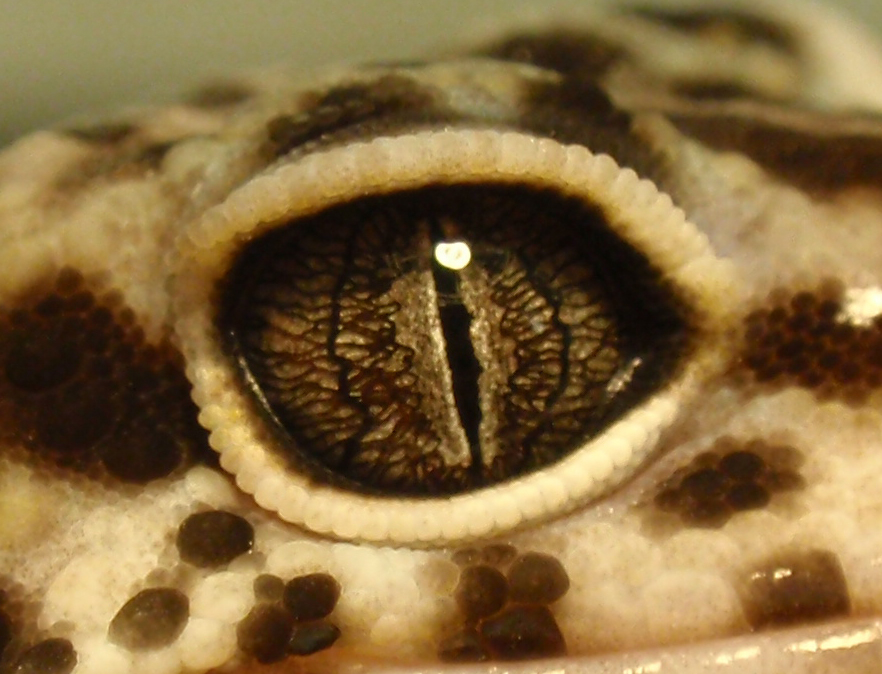 Leopard Gecko Eye by LaurenArt14 on DeviantArt