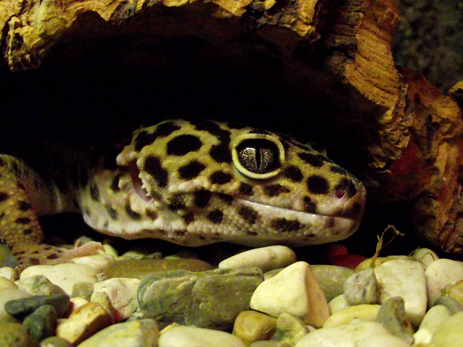 Leopard Gecko. » Dartmoor Zoo Gallery